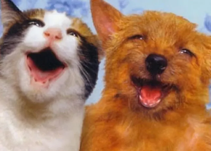 Feriehus 8 Person With Sauna *